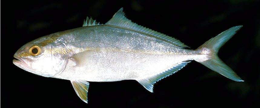 Seriola dumerili_013.jpg